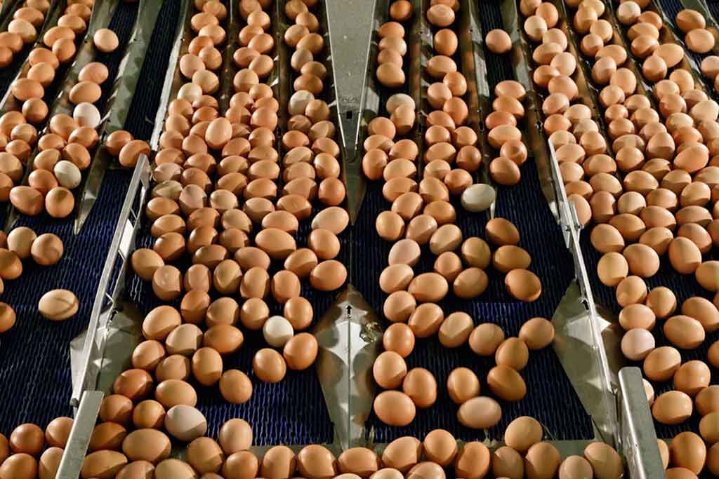 Griffiths Family Foods acquires Framptons egg division - Griffiths ...